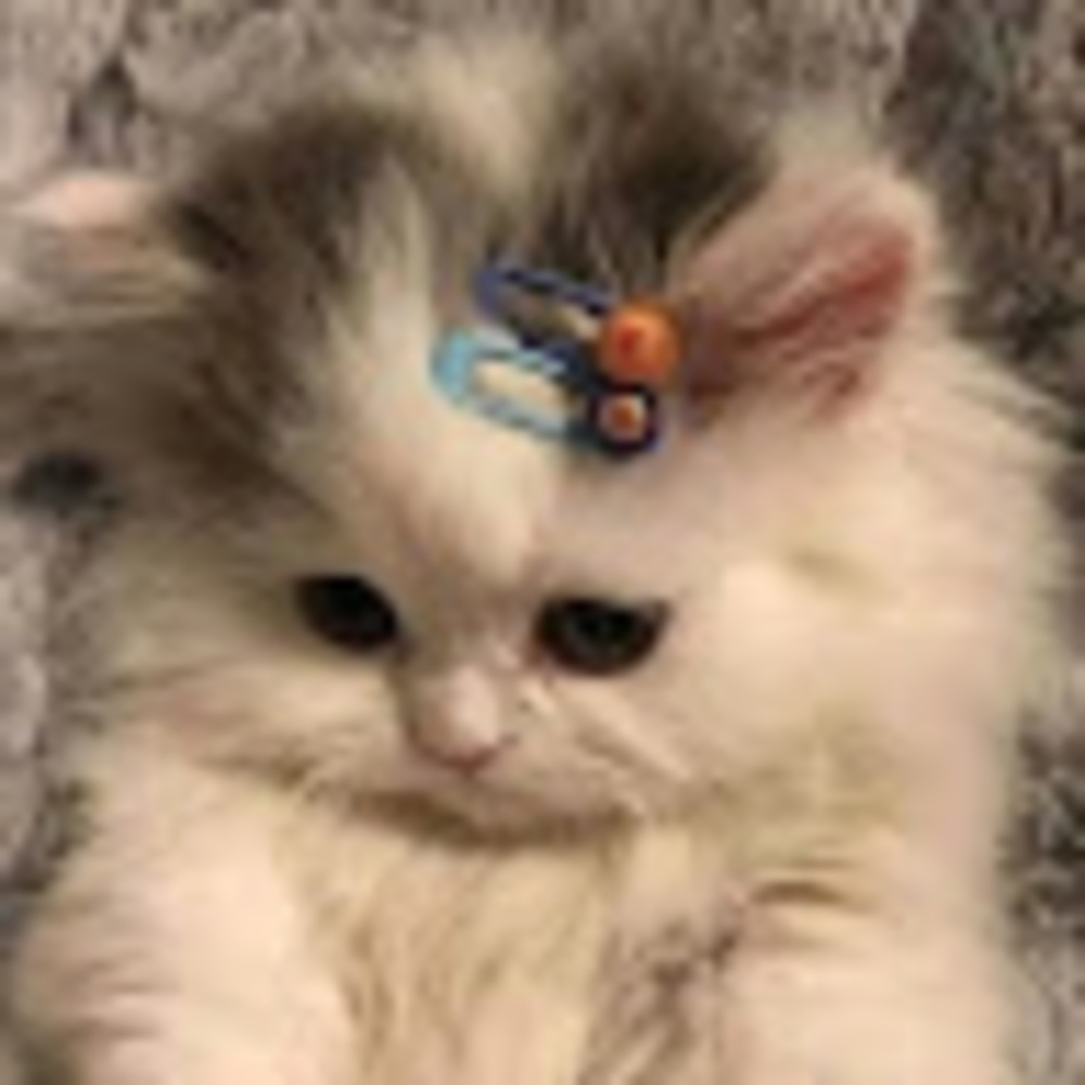 Meet your Posher, Zlata